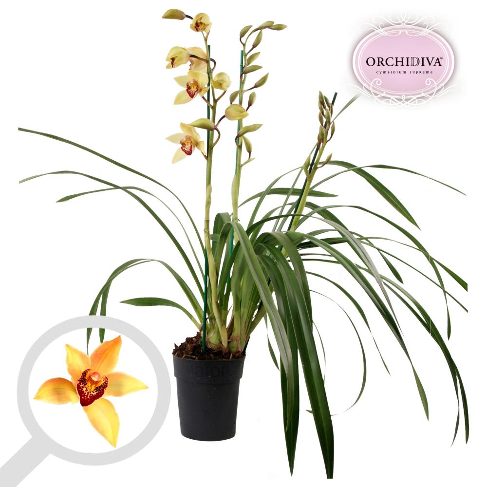 cymbidium