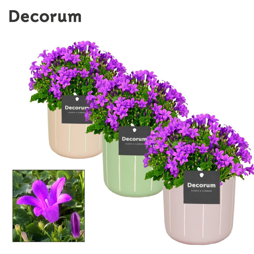 campanula