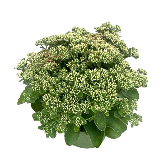 Sedum telephium mr. goodbud