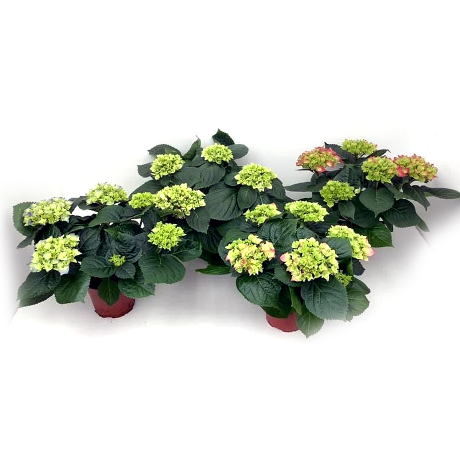 hydrangea macrophylla