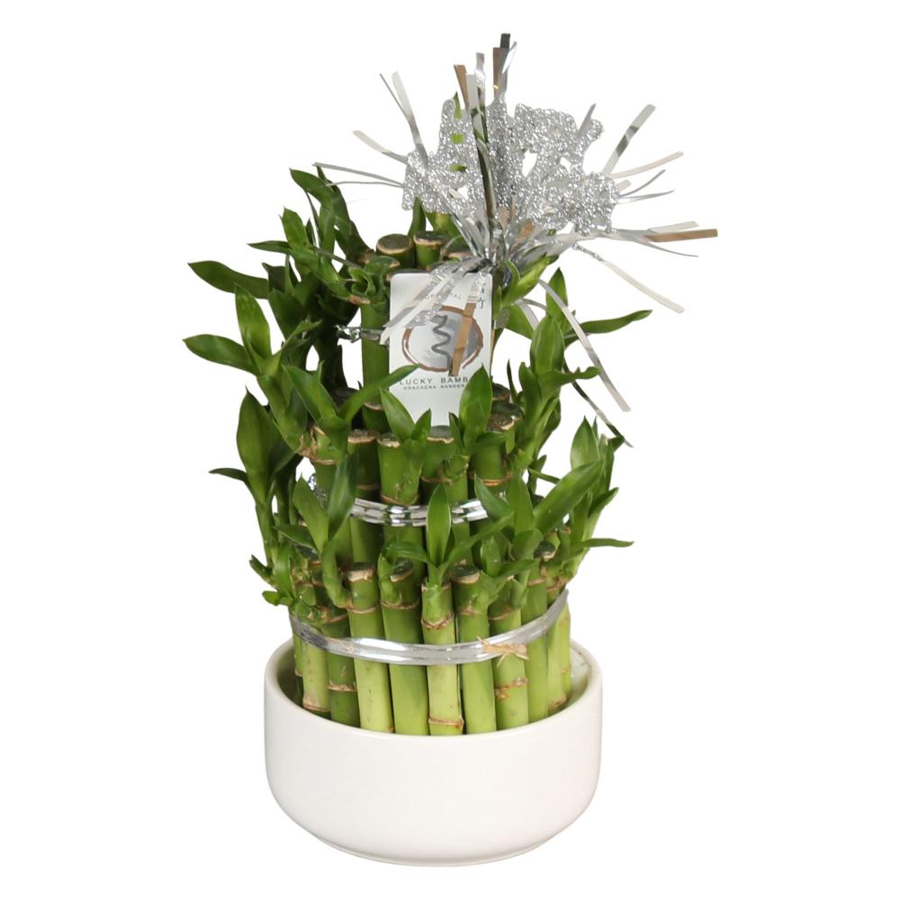 Lucky bamboo