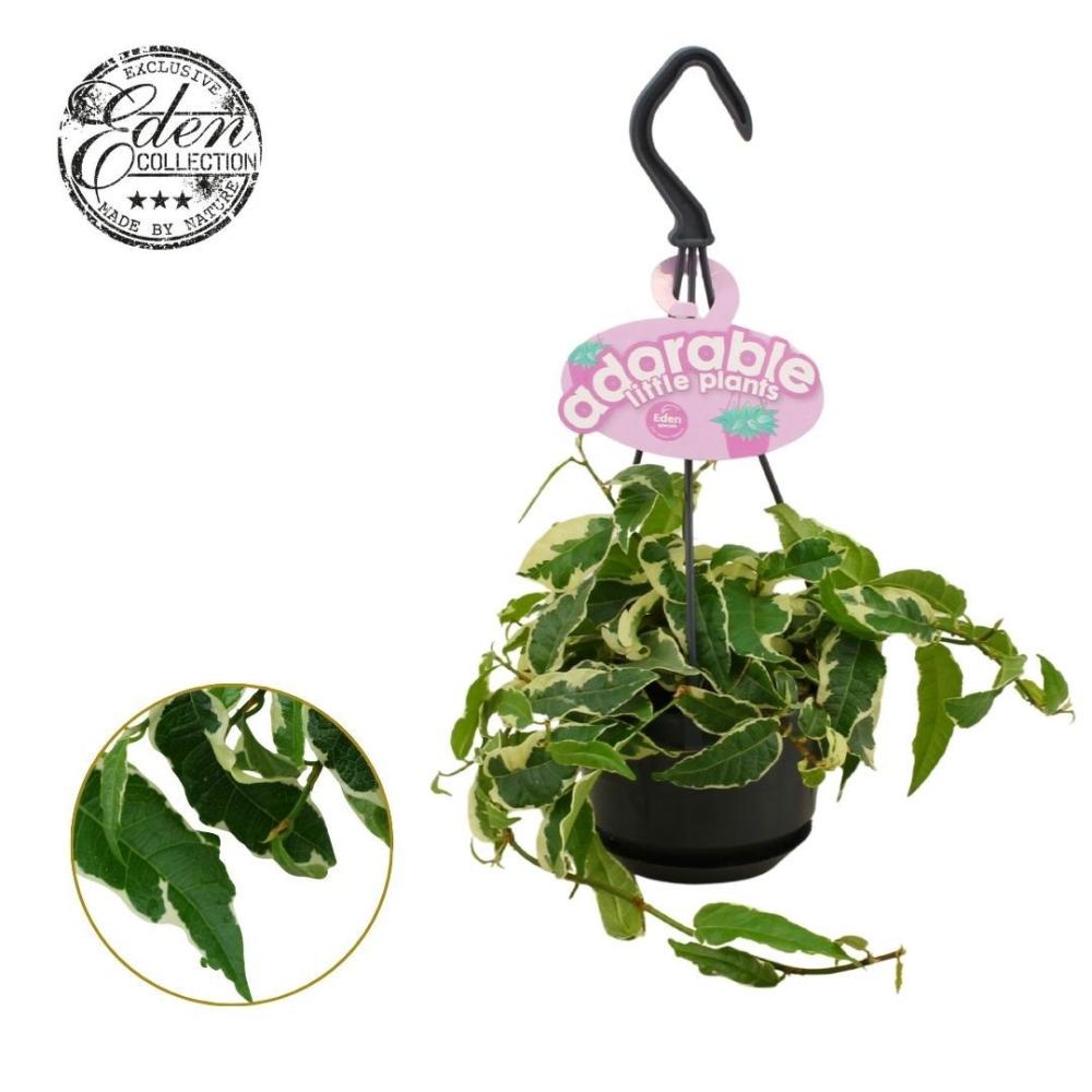 Ficus