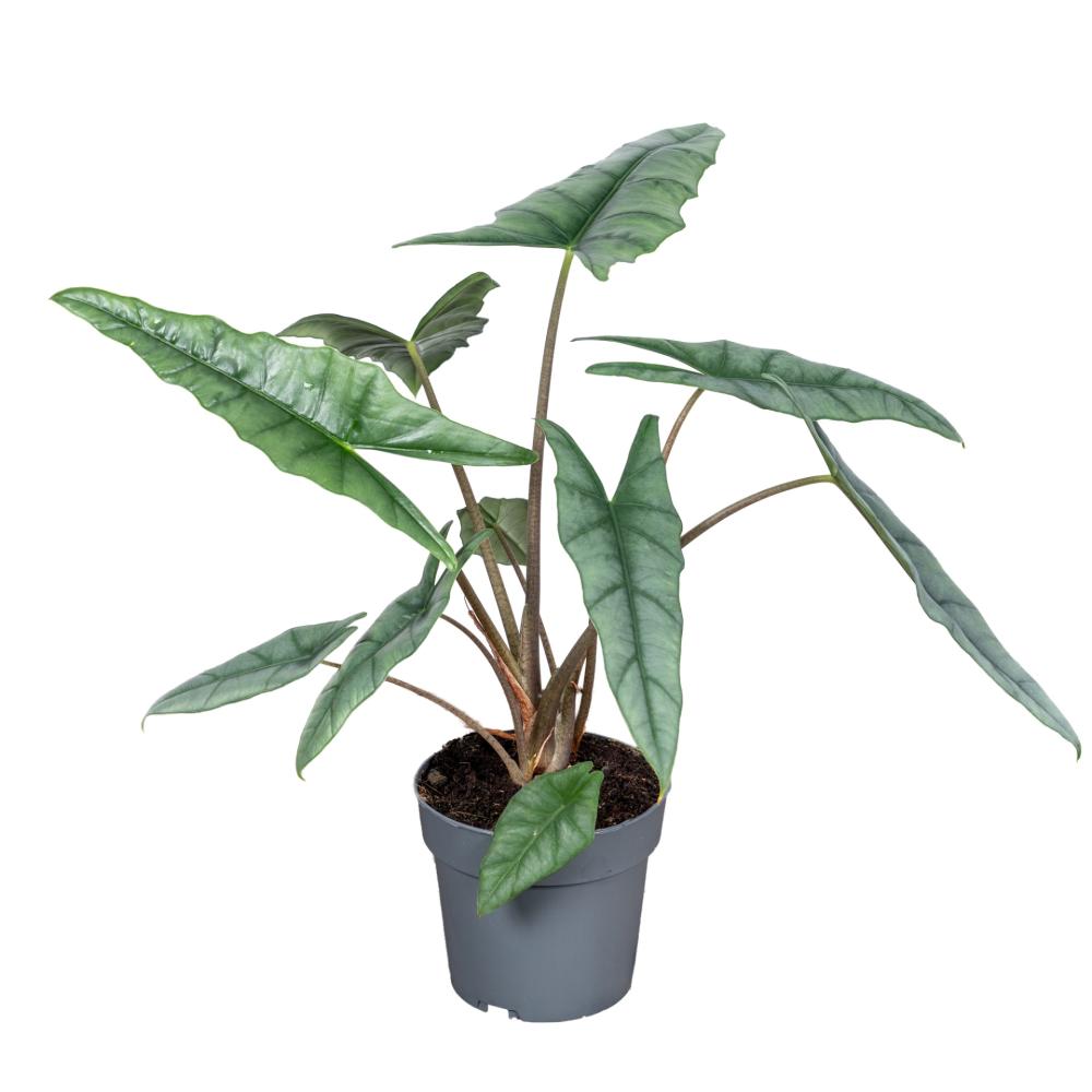 Alocasia