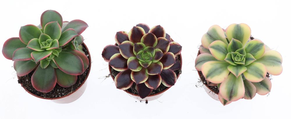 Aeonium