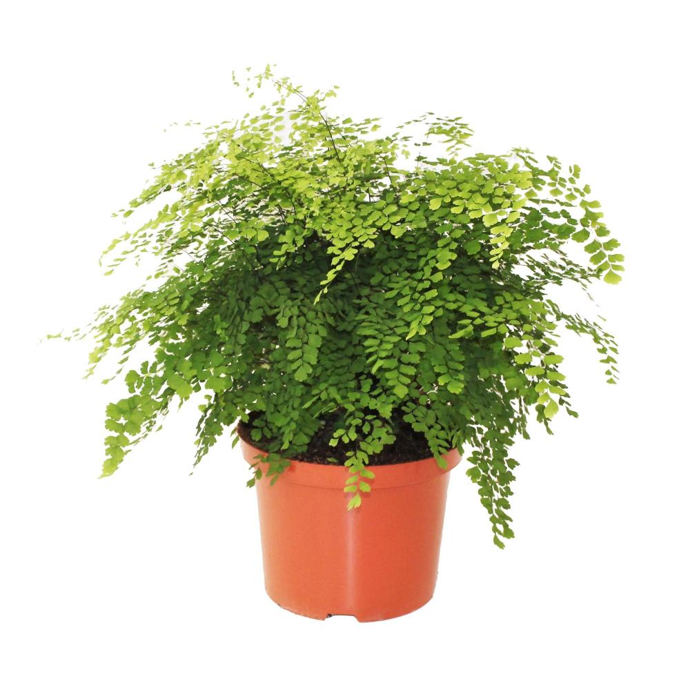 adiantum