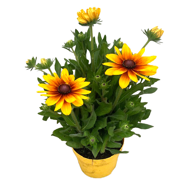 Rudbeckia hirta sunbeckia carolina
