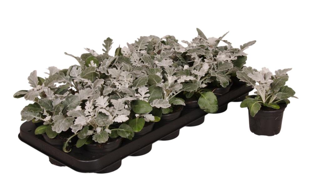 Senecio - cineraria