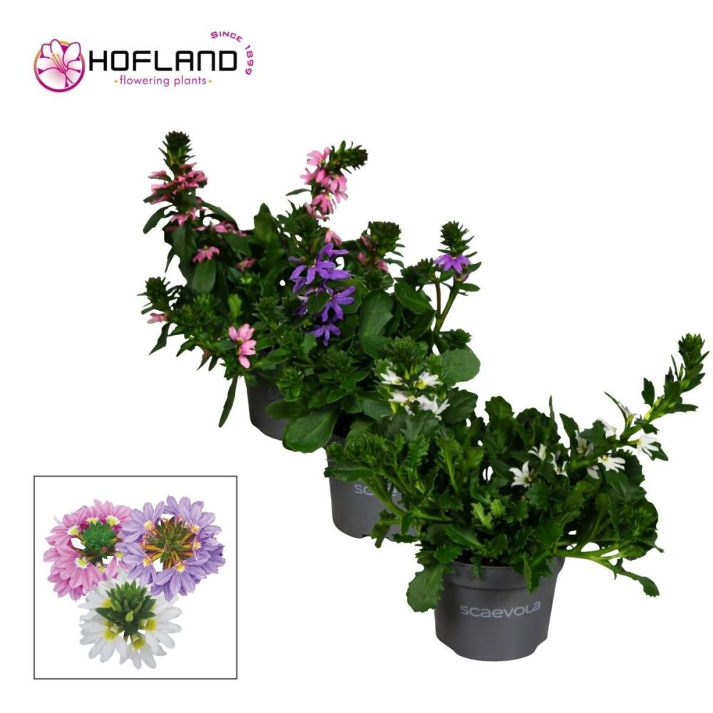 Scaevola
