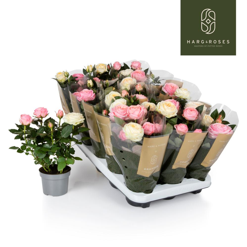 Rosa