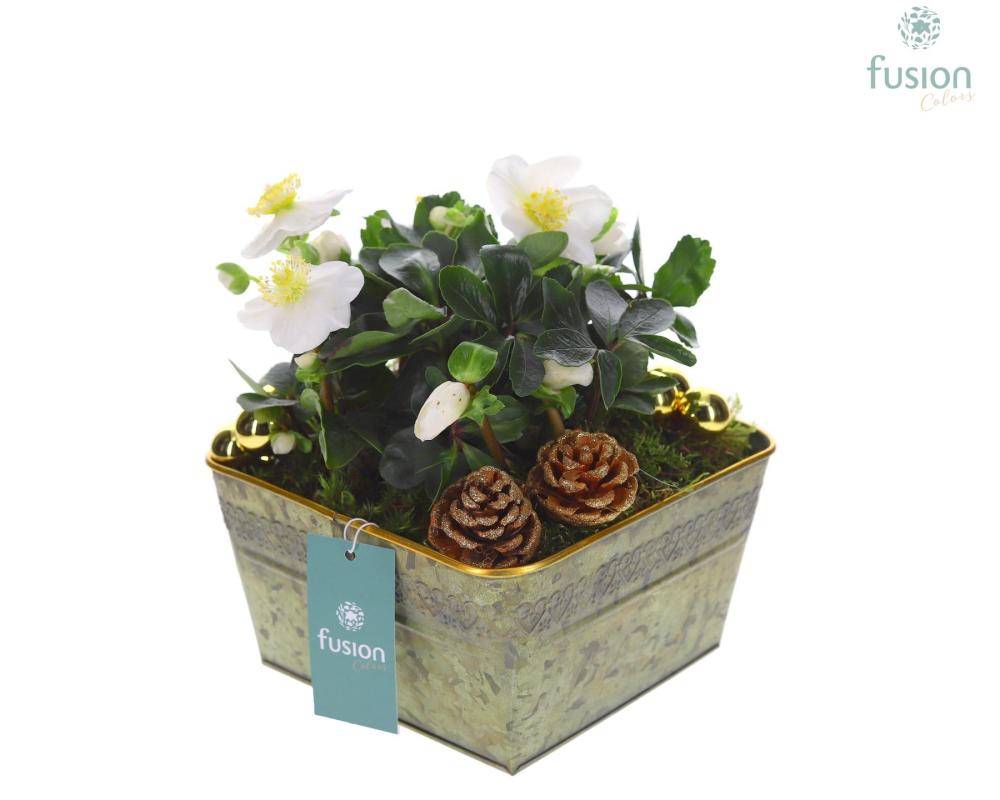 Helleborus