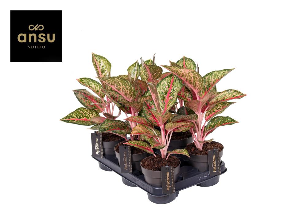 Aglaonema