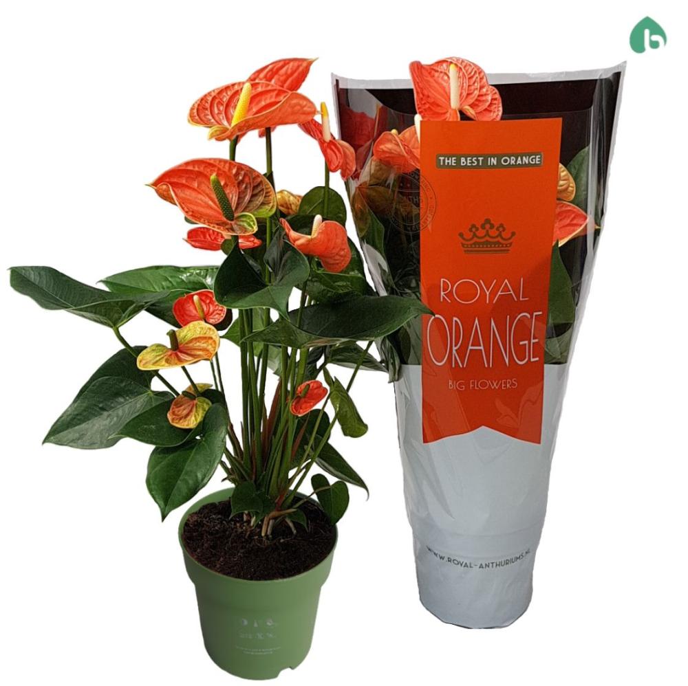 Anthurium