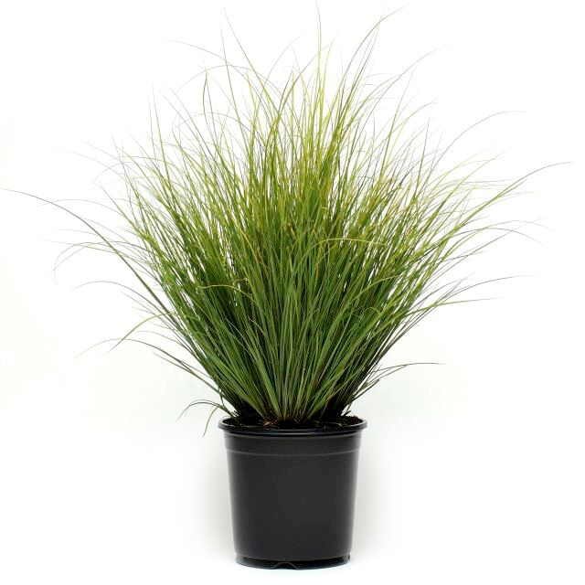 Carex howardii phönix green