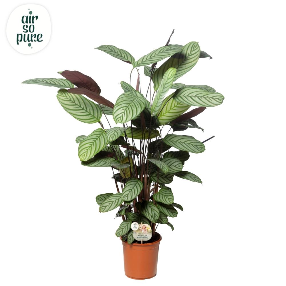 Ctenanthe