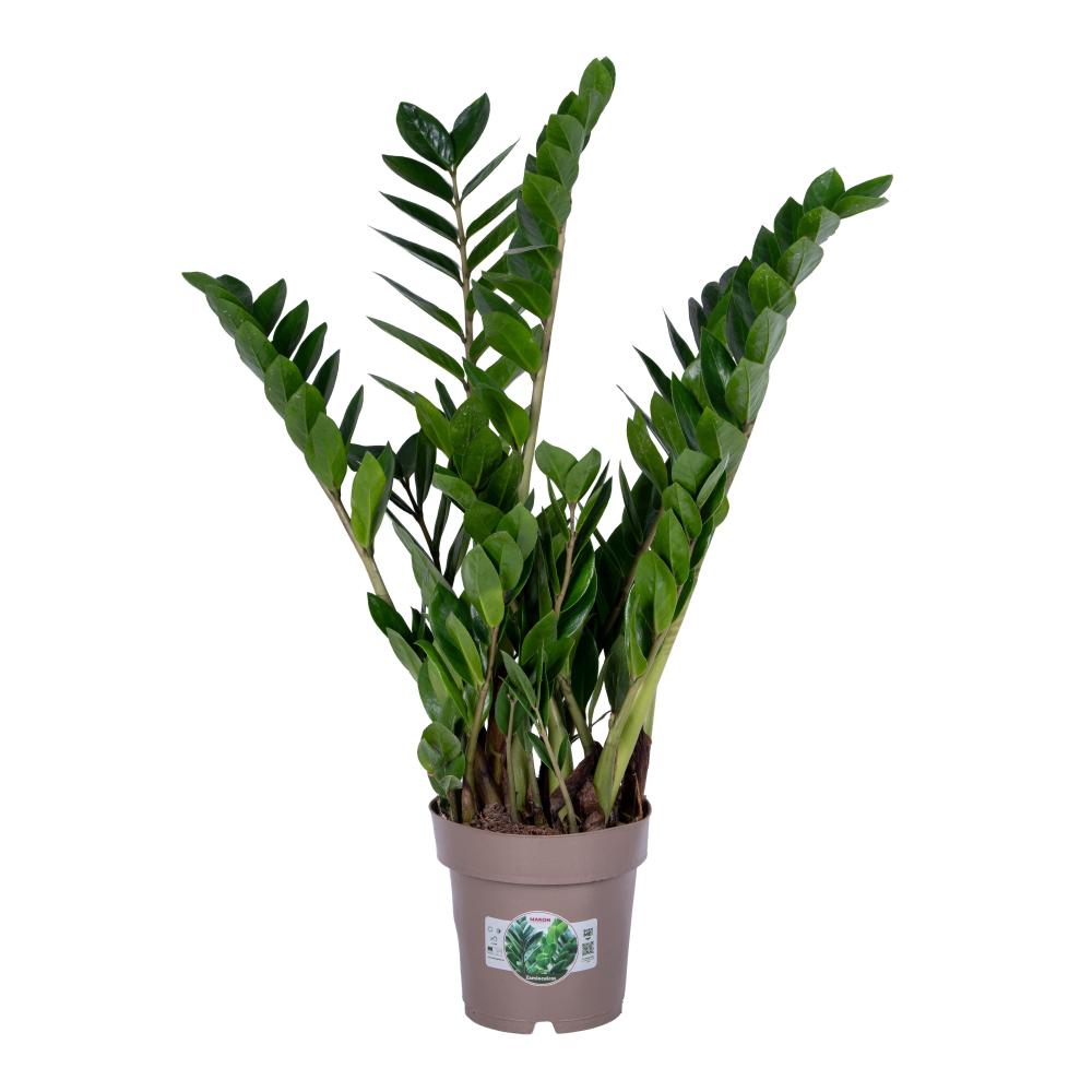 Zamioculcas