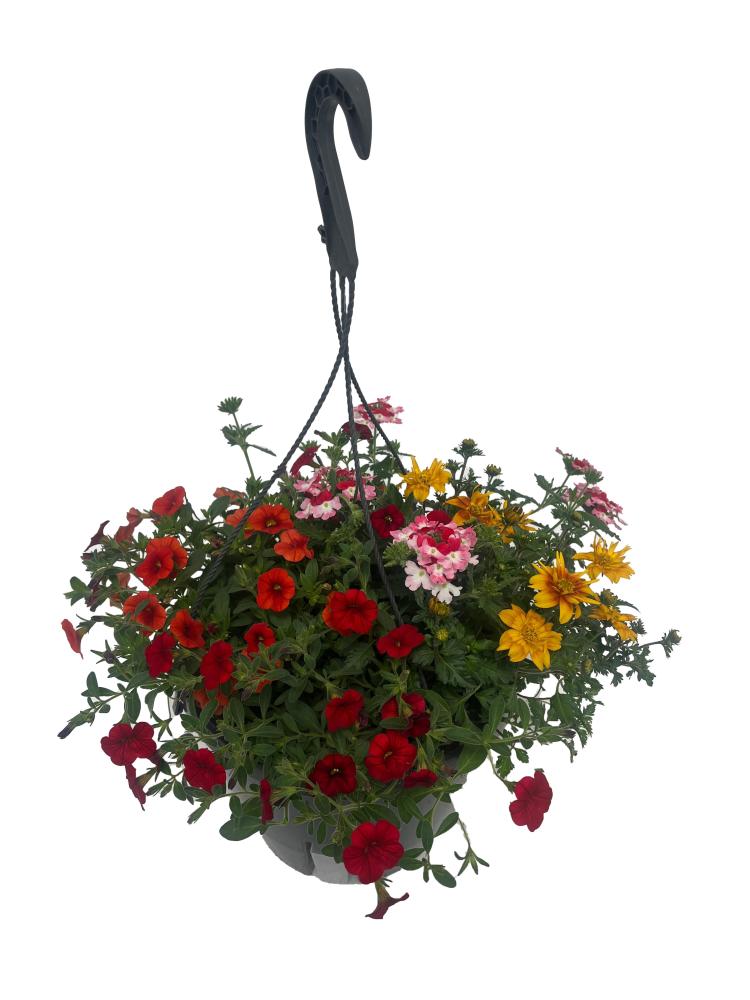 hanging baskets