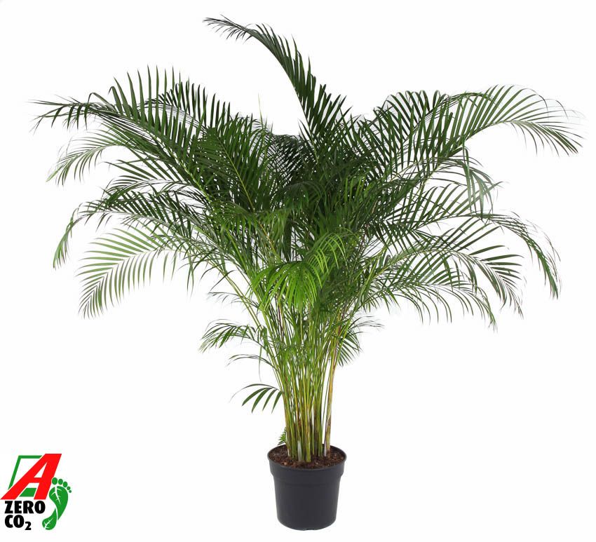 Dypsis-areca