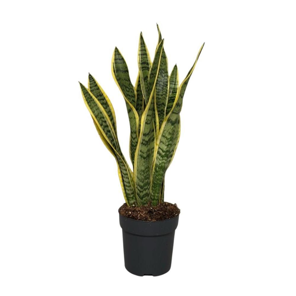 Sansevieria