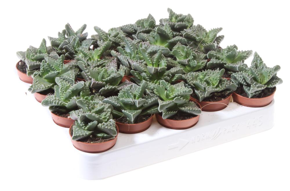 Faucaria