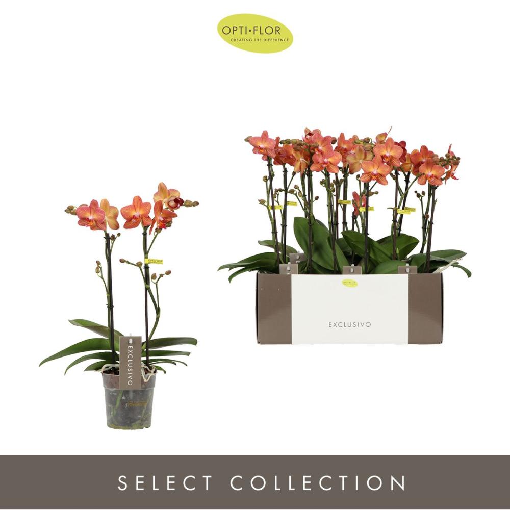 phalaenopsis