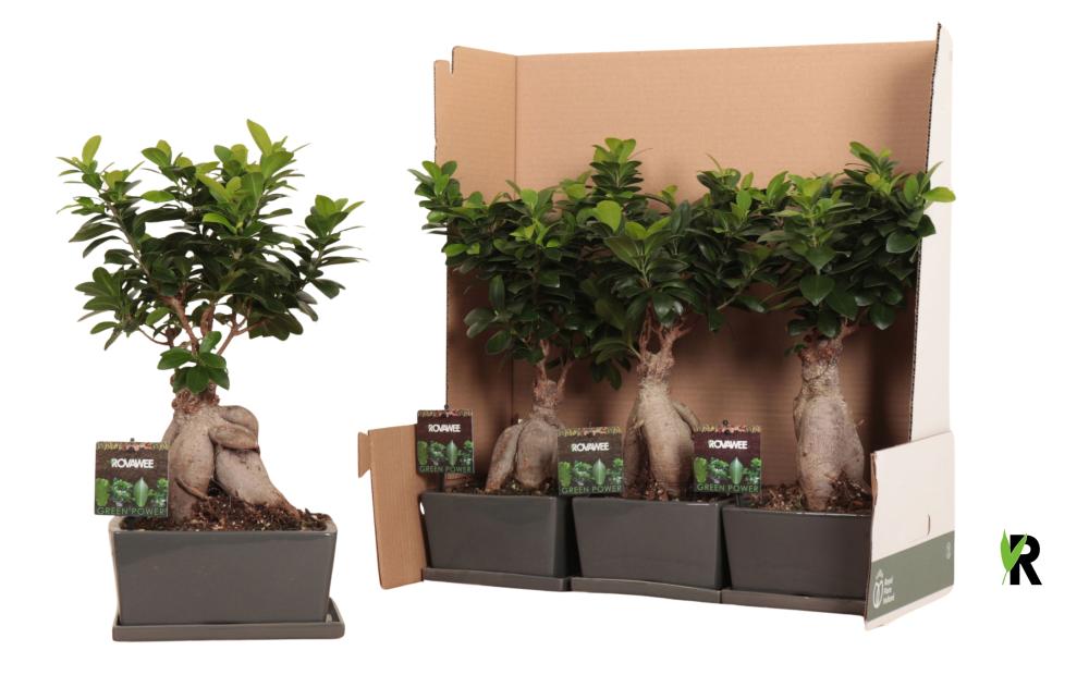 Ficus