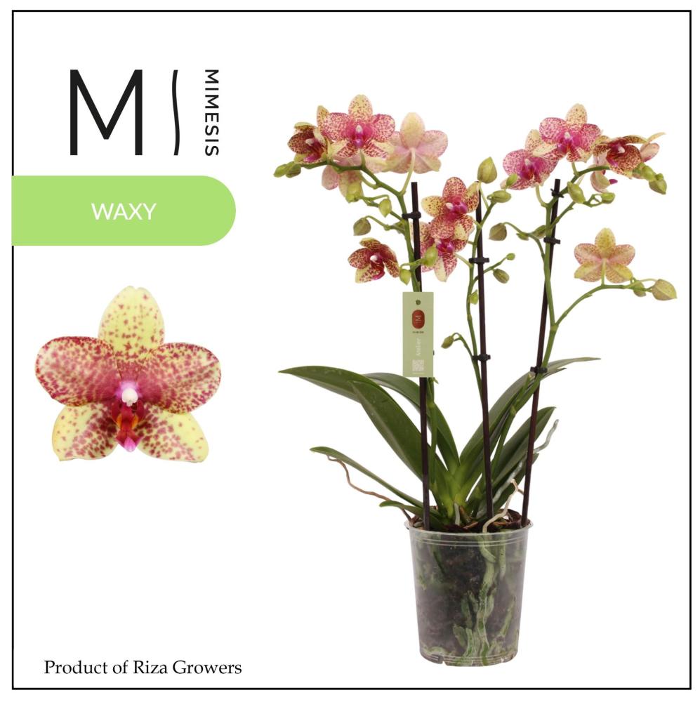phalaenopsis