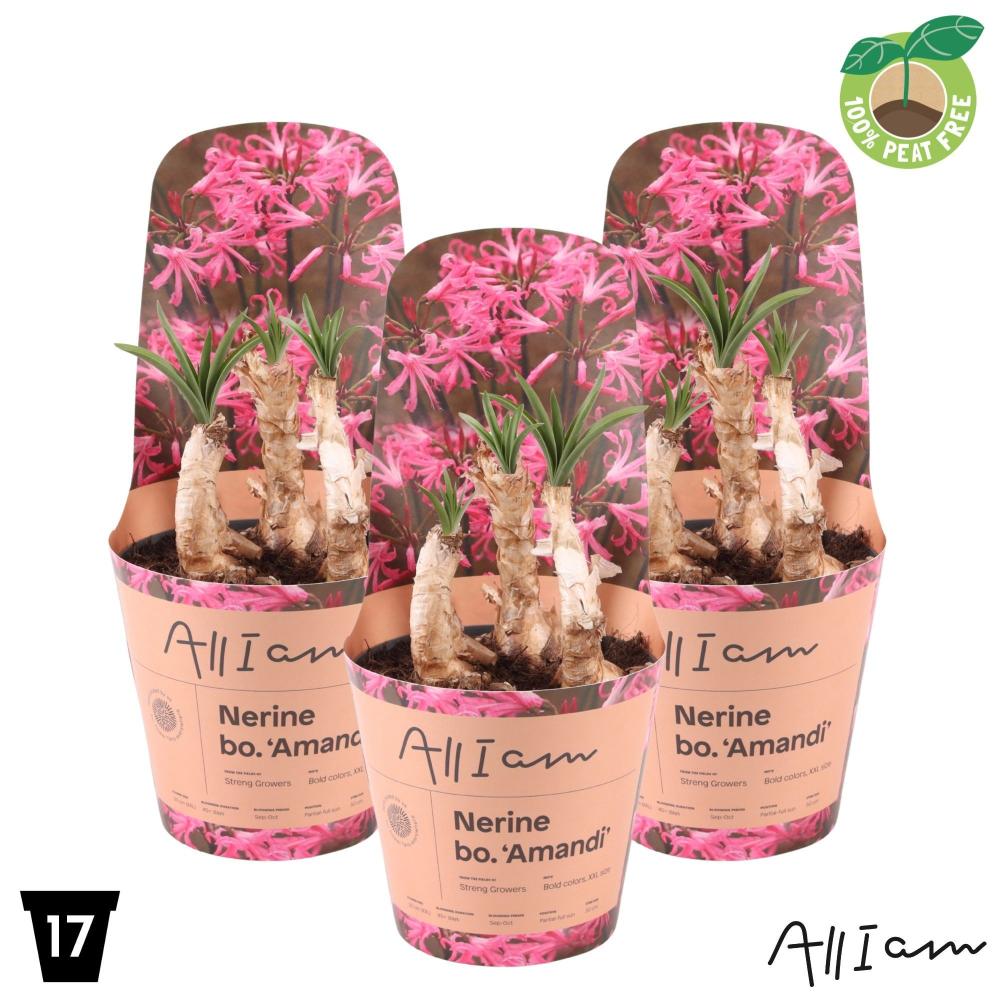 nerine