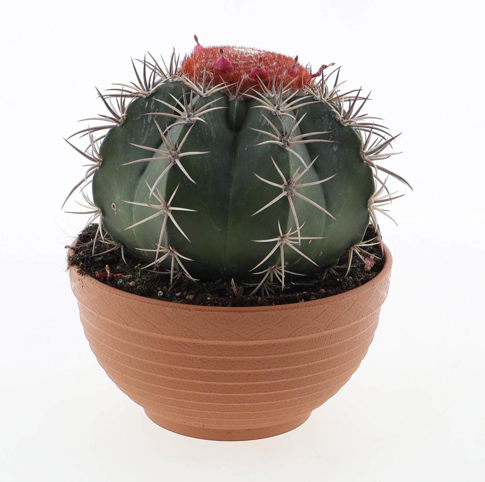 Melocactus