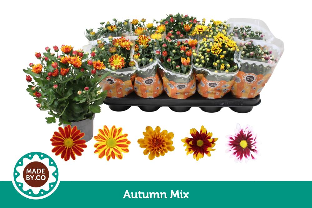 Chrysanthemum