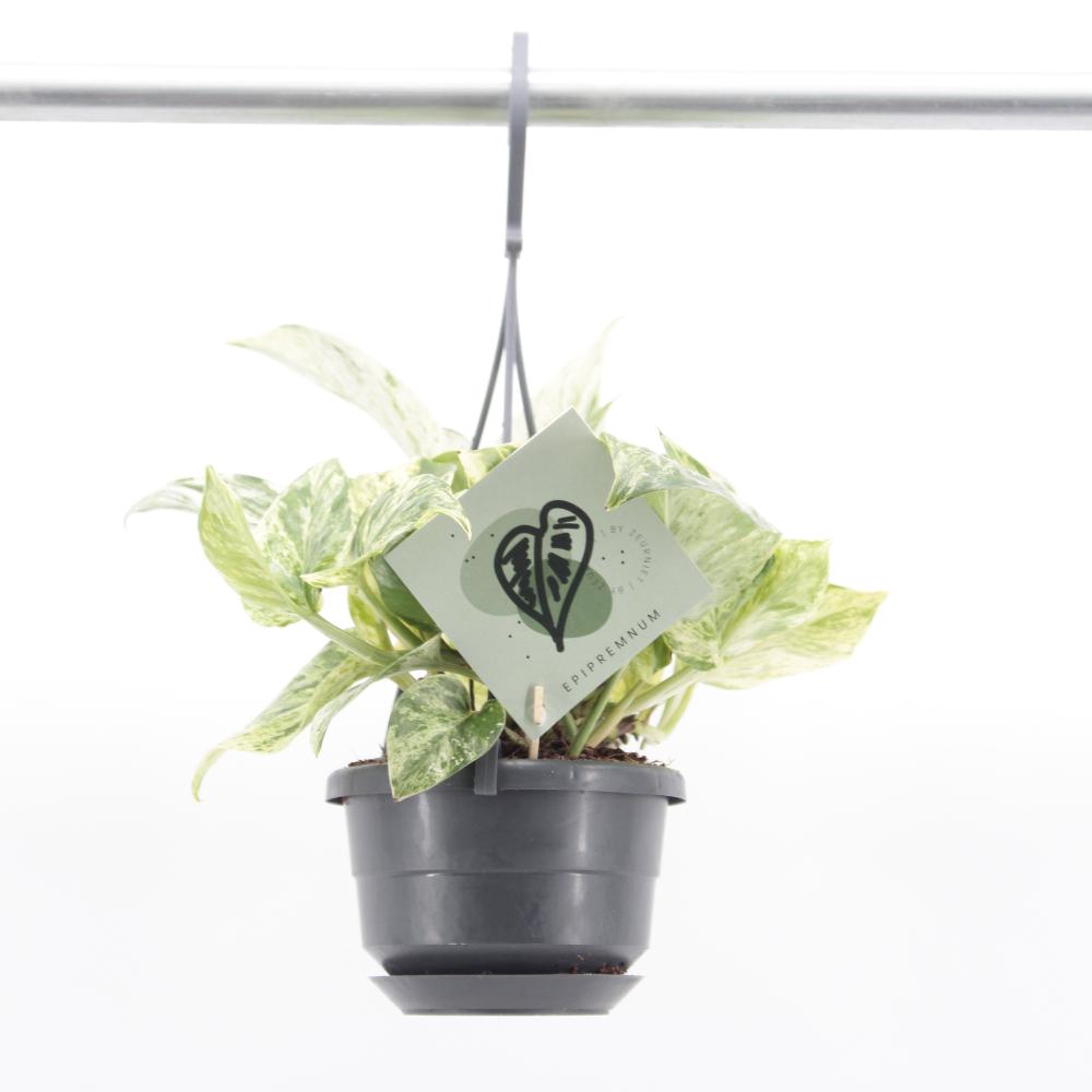 Epipremnum