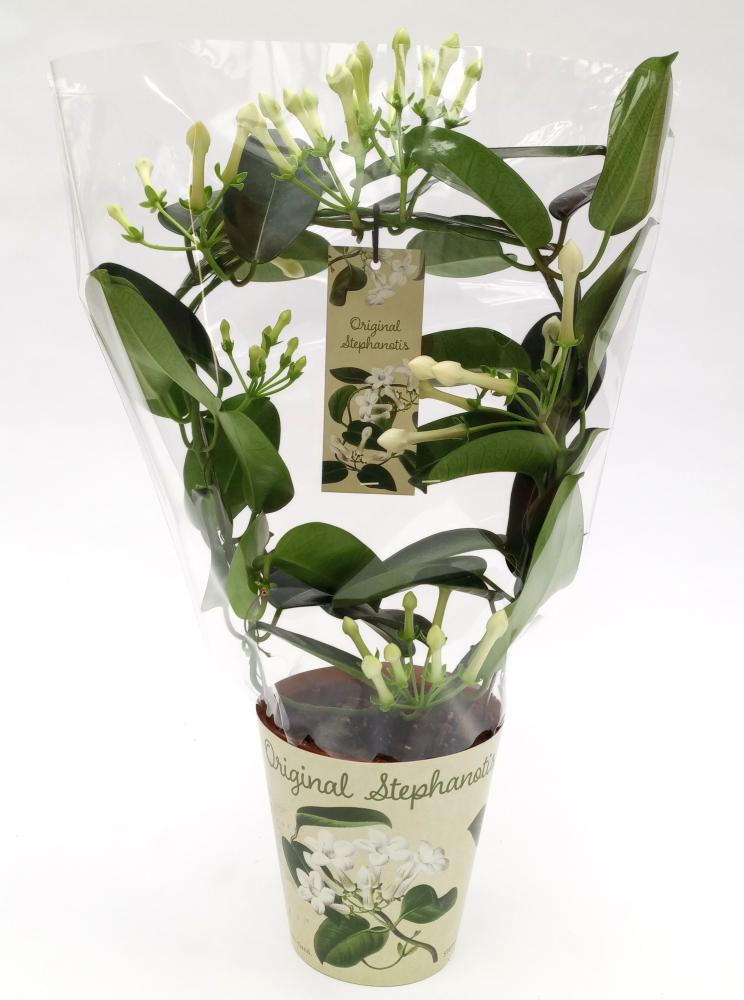 Stephanotis