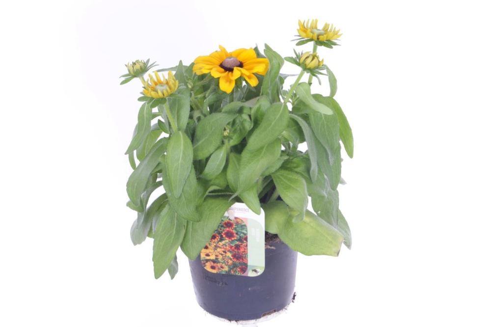Rudbeckia
