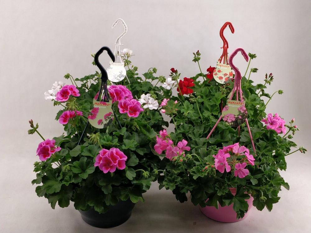 Geranium