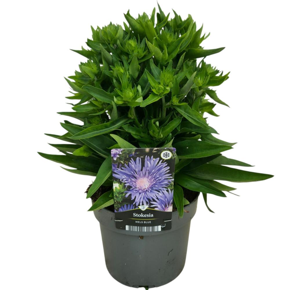 Stokesia