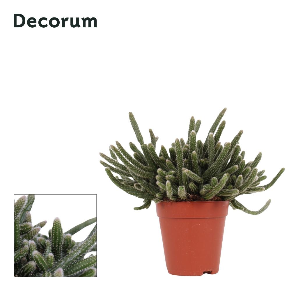 rhipsalis