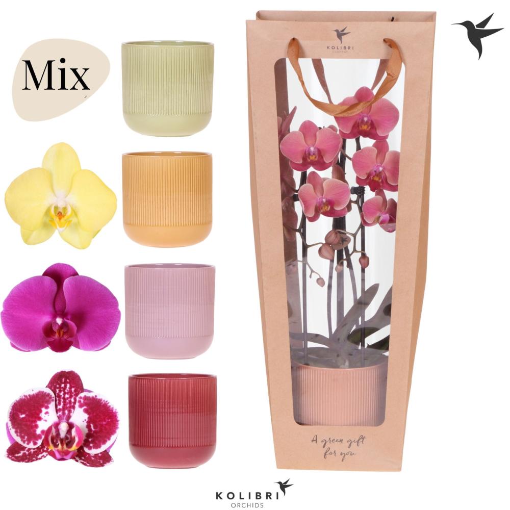 phalaenopsis