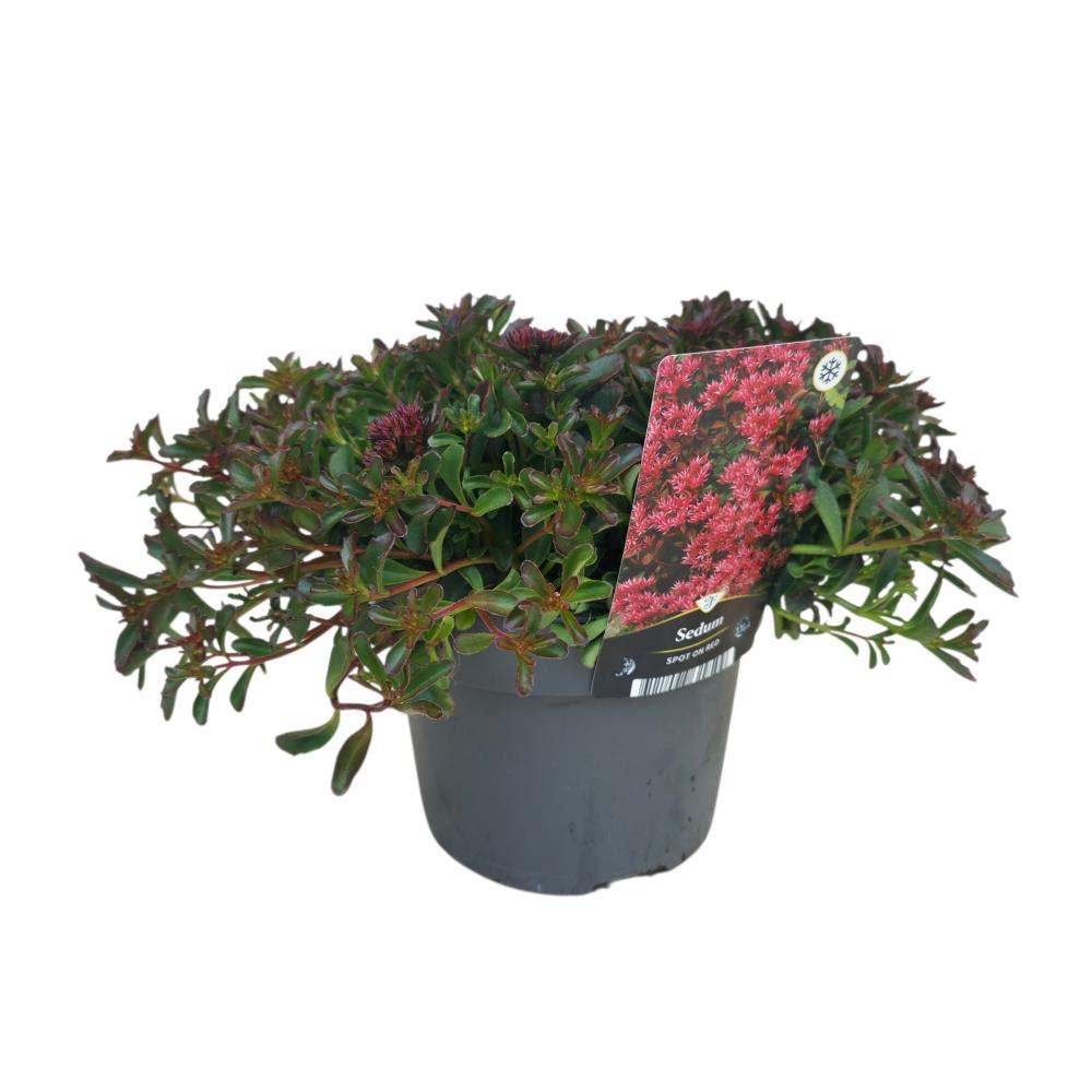 Sedum