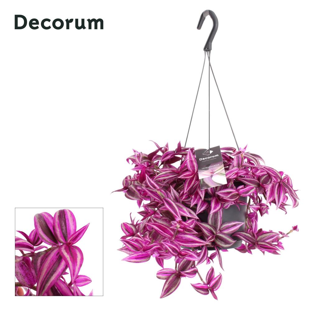 tradescantia