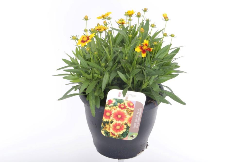 Coreopsis