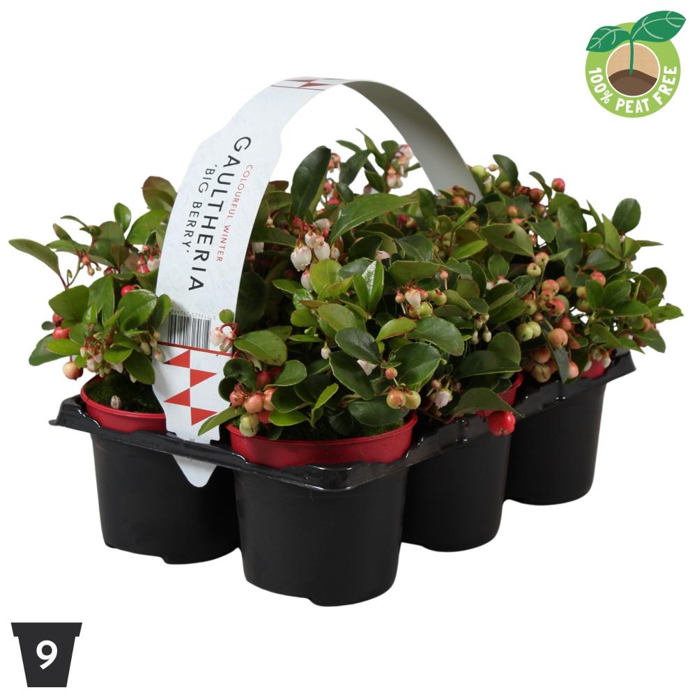 gaultheria