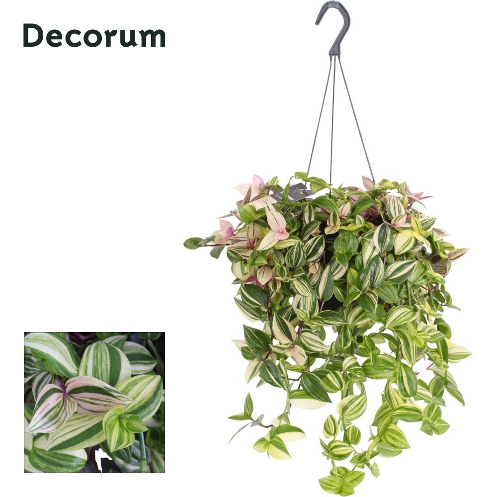 Tradescantia