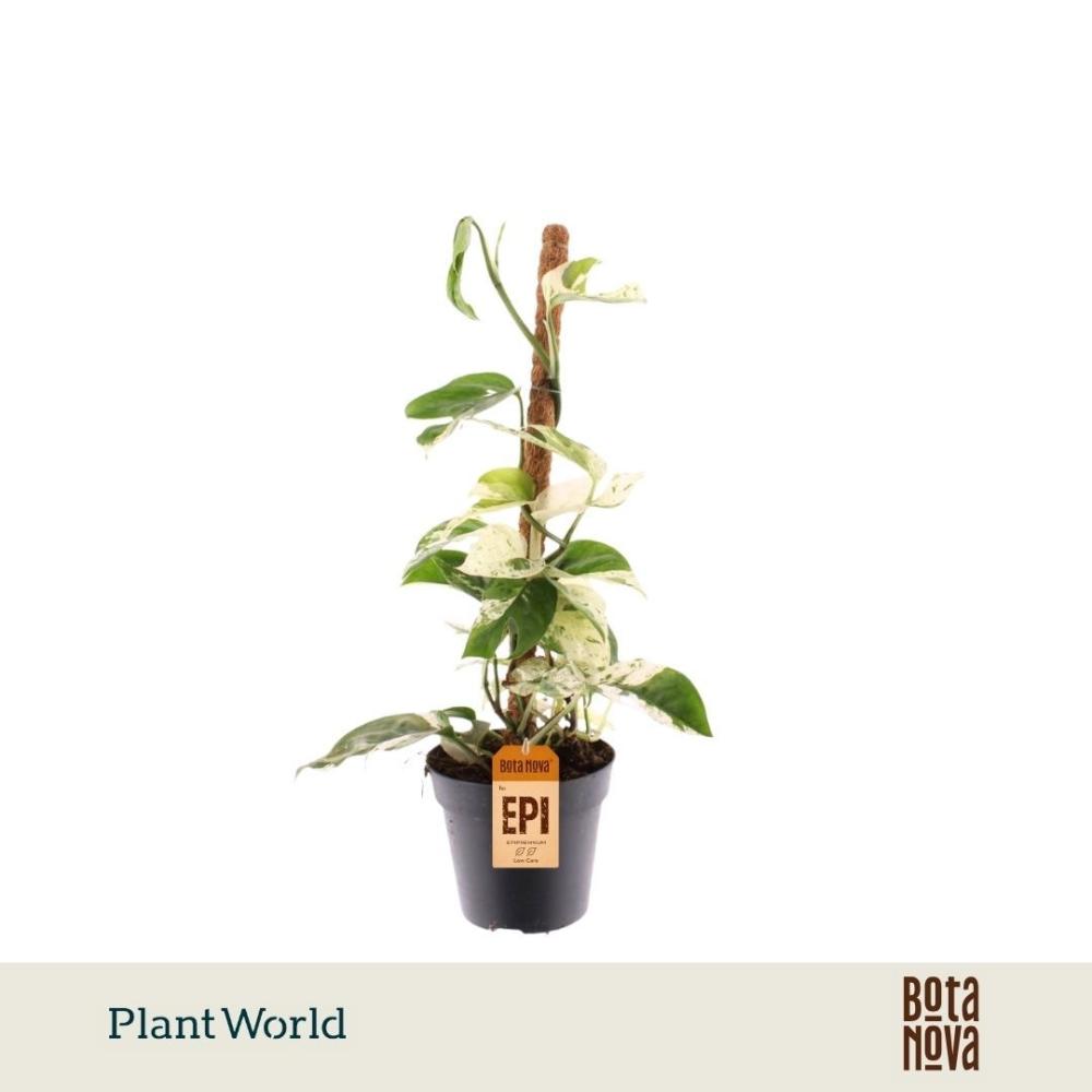 Philodendron