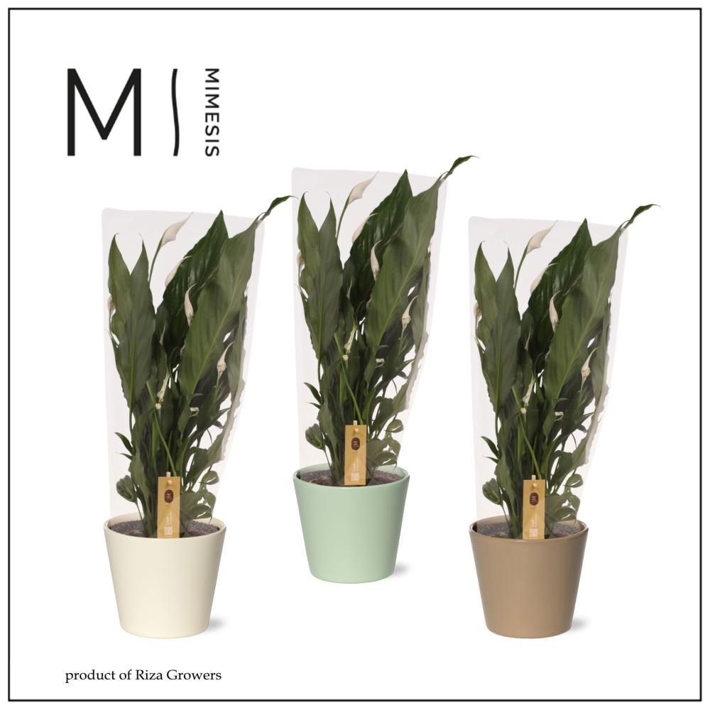 Spathiphyllum