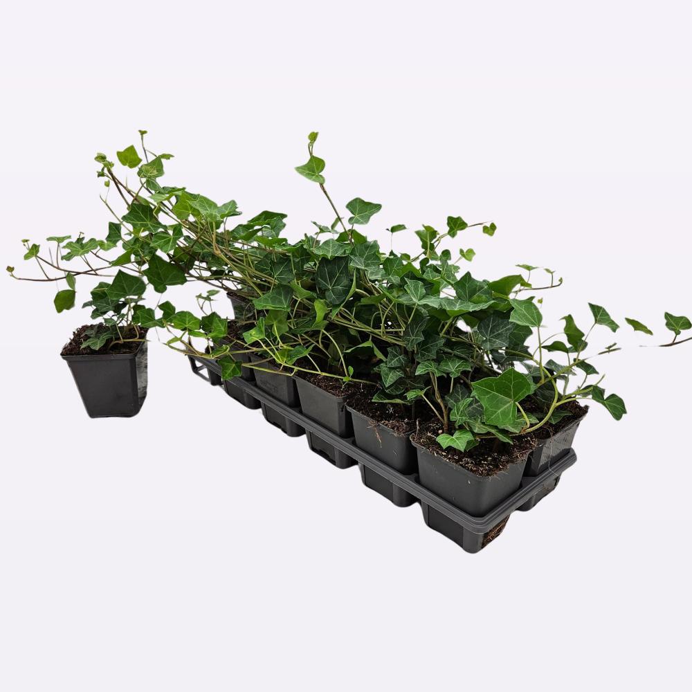 Hedera