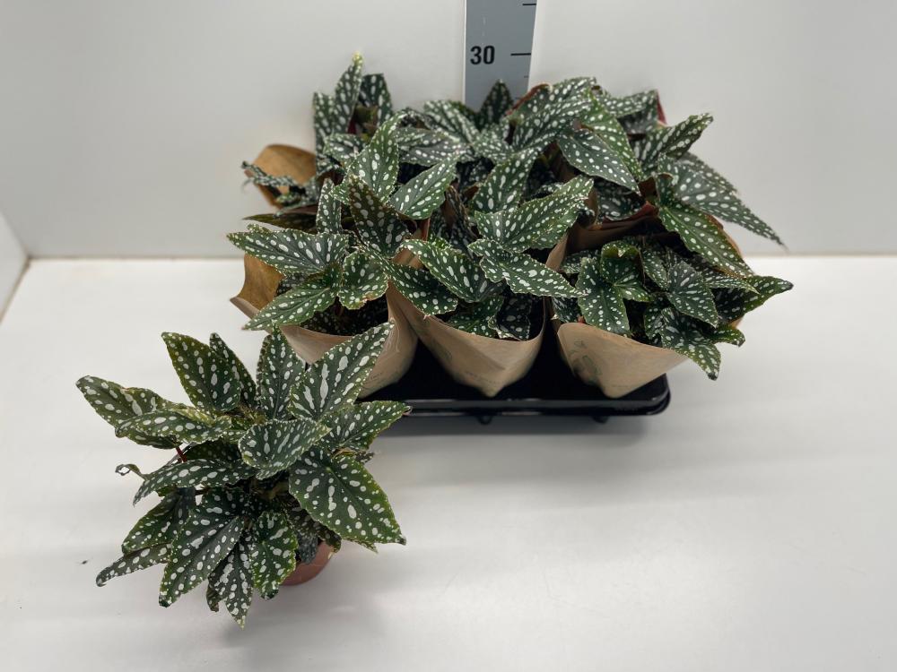 begonia feuillage