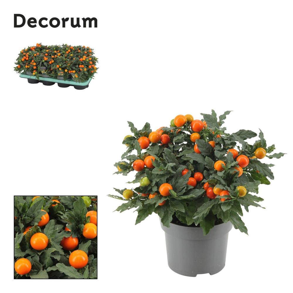 Solanum