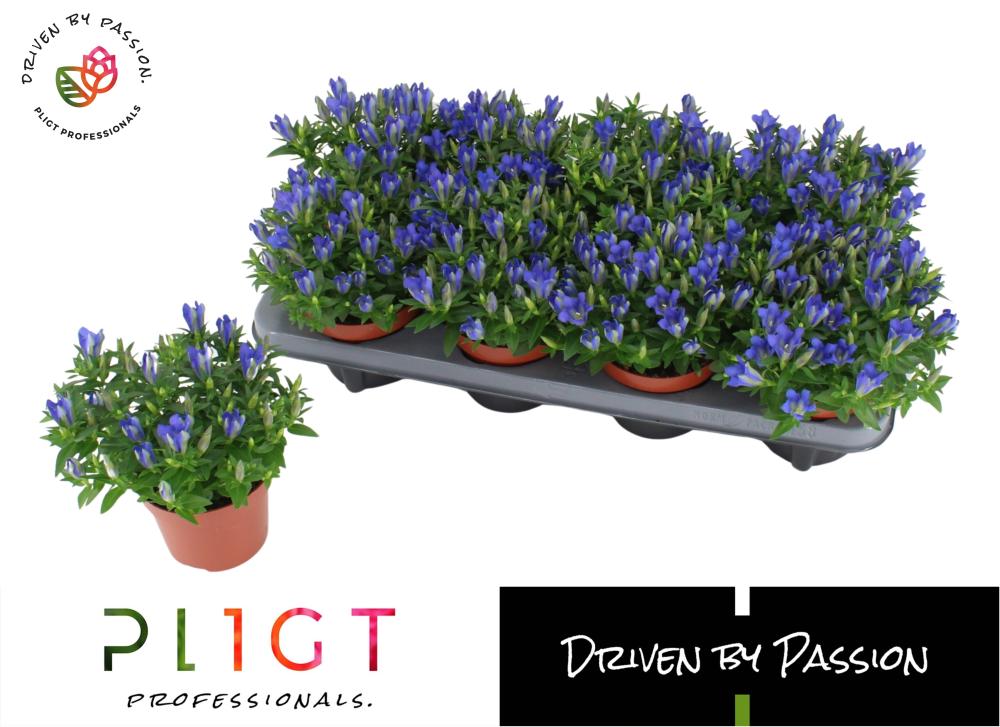Gentiana