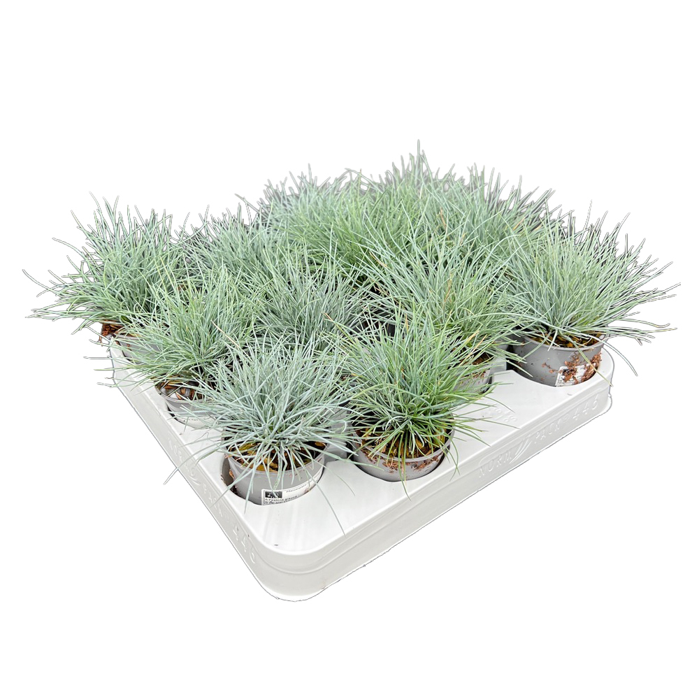 Festuca valesiaca buddy blue