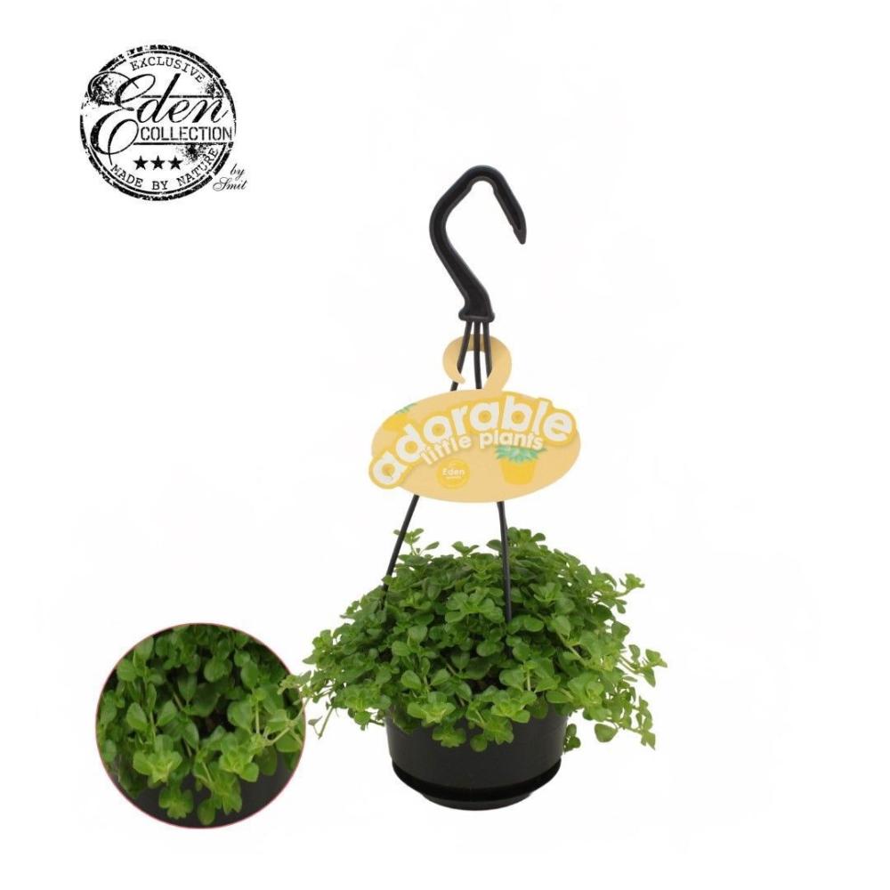 Pilea