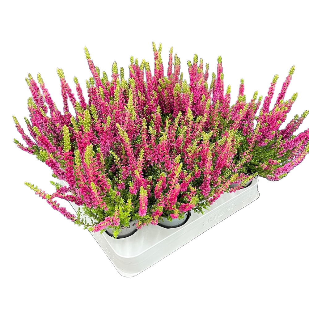 Calluna vulgaris red sun